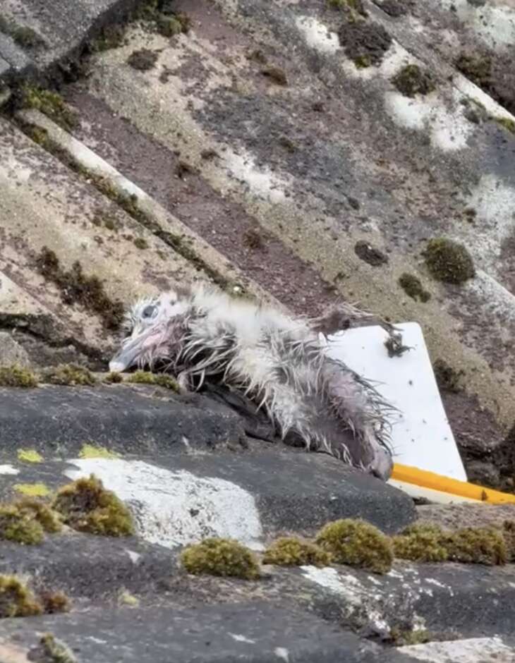 wet gull chick on roof
