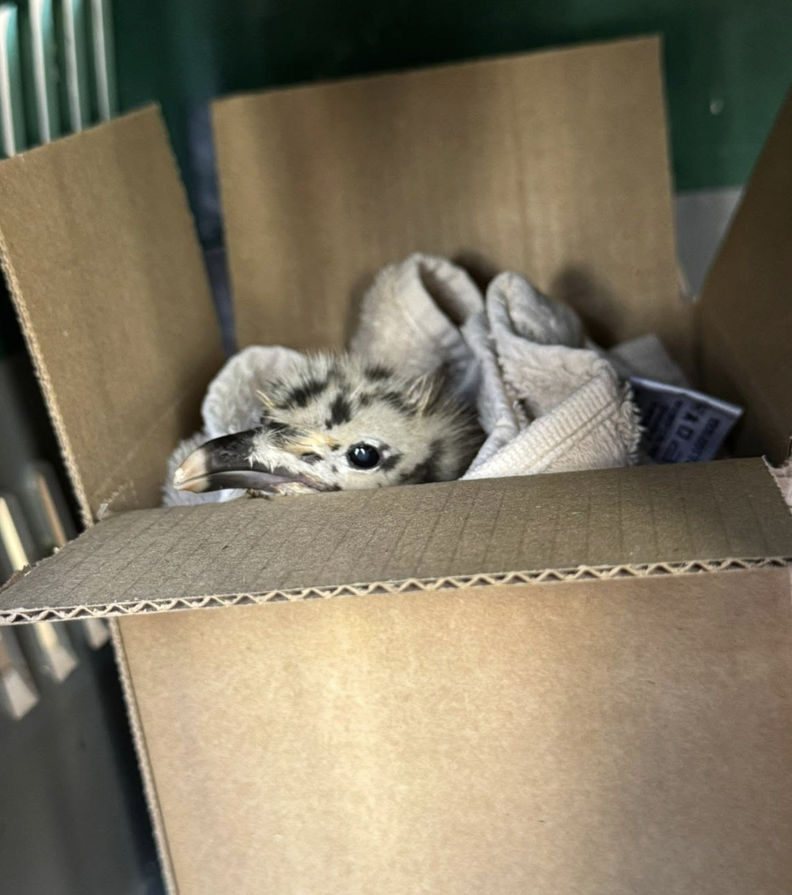 orphaned chick in box