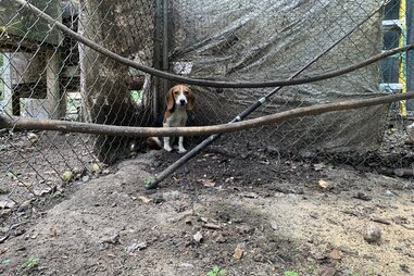 He Was 'Too Gentle'To Hunt — So He Spent A Year Locked In A Cage