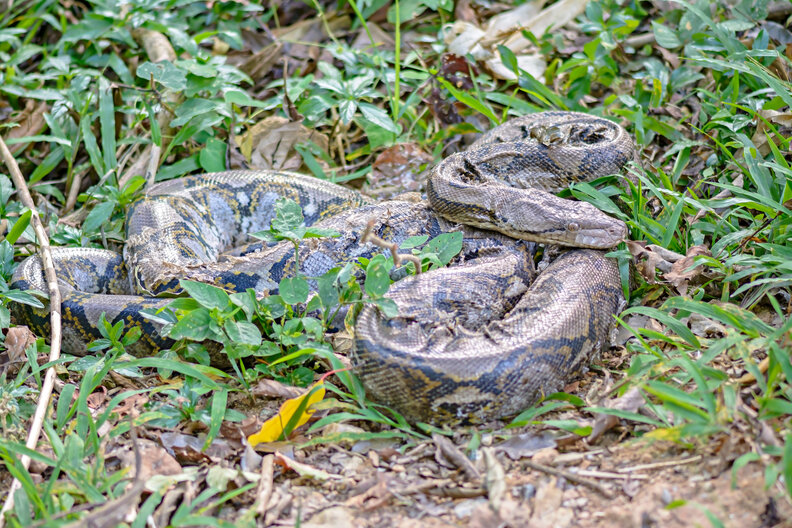 Man Lifts Propane Tank Cover — And Reveals A 6-Foot Scaly Surprise