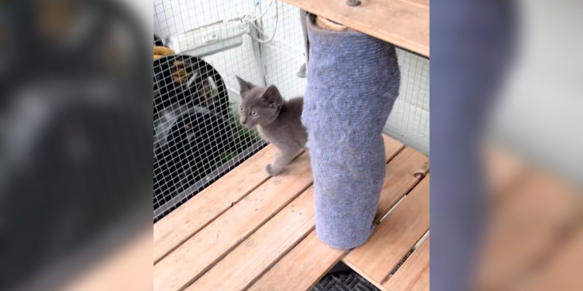 Tiny kitten rescued from the bridge