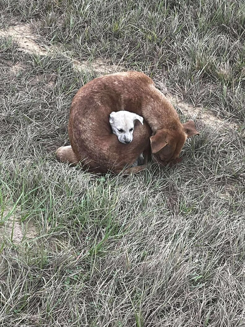 Mama dog and puppy