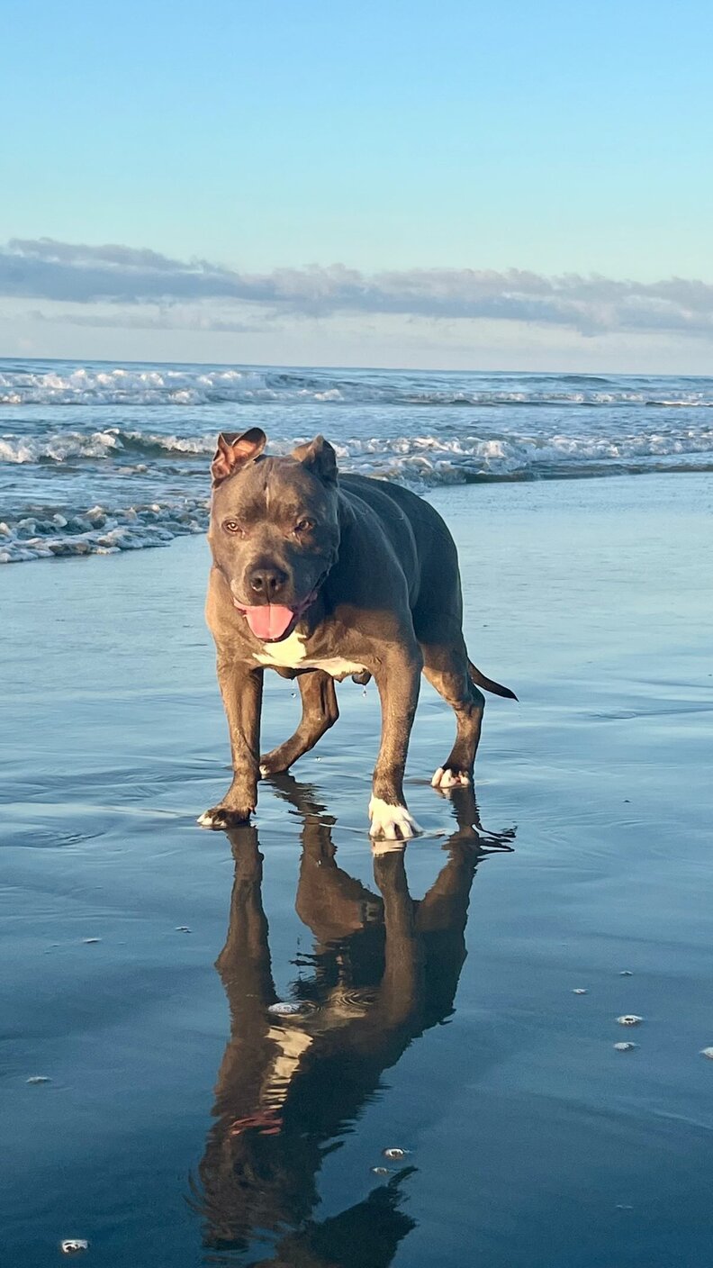 dog on the beach