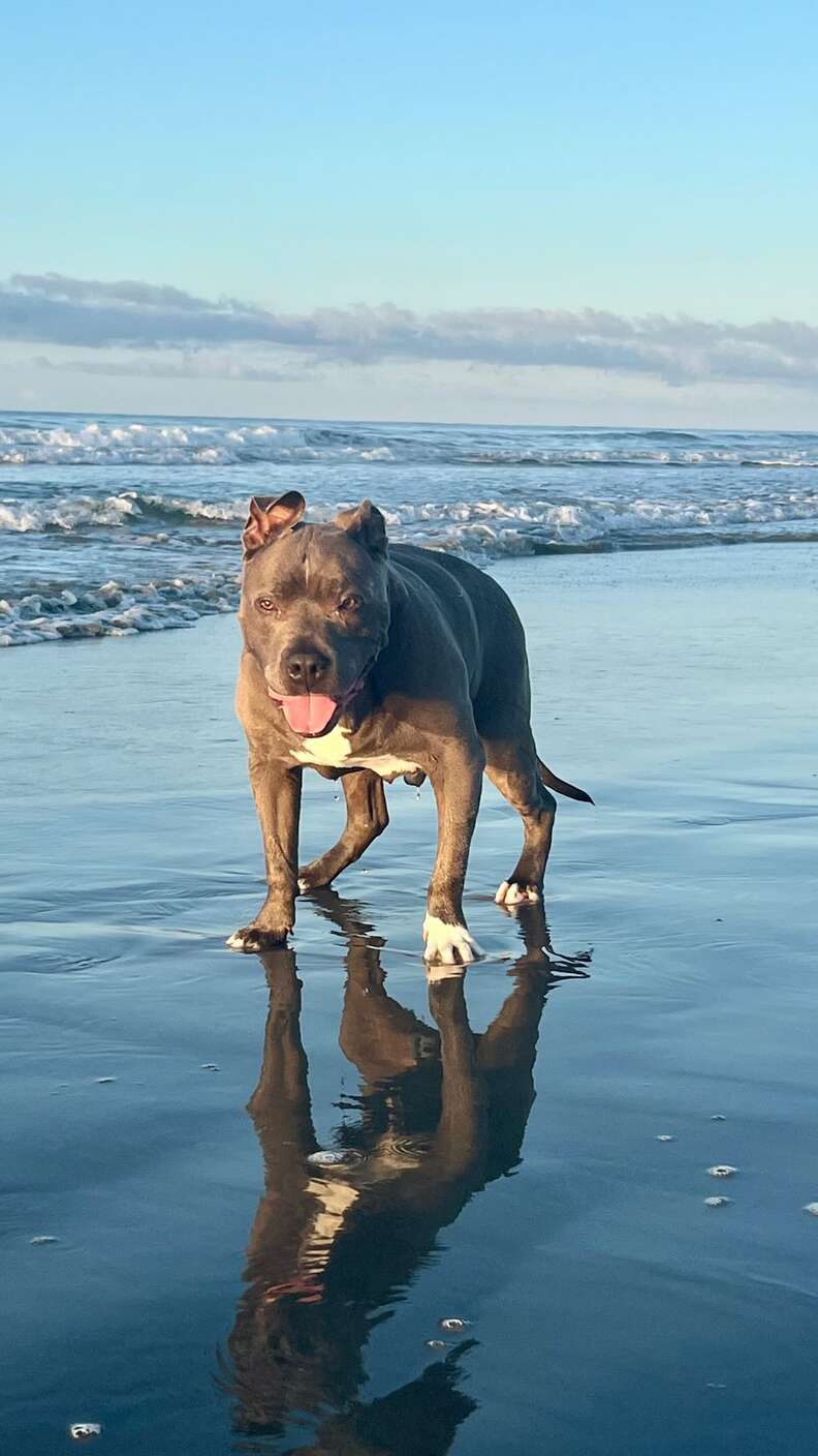 dog on the beach
