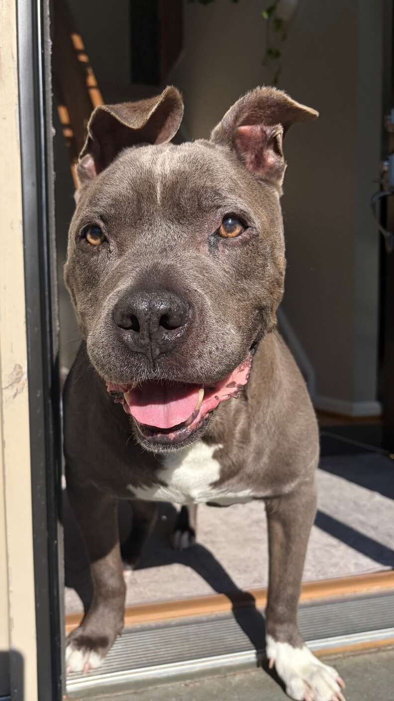 dog waiting in doorway