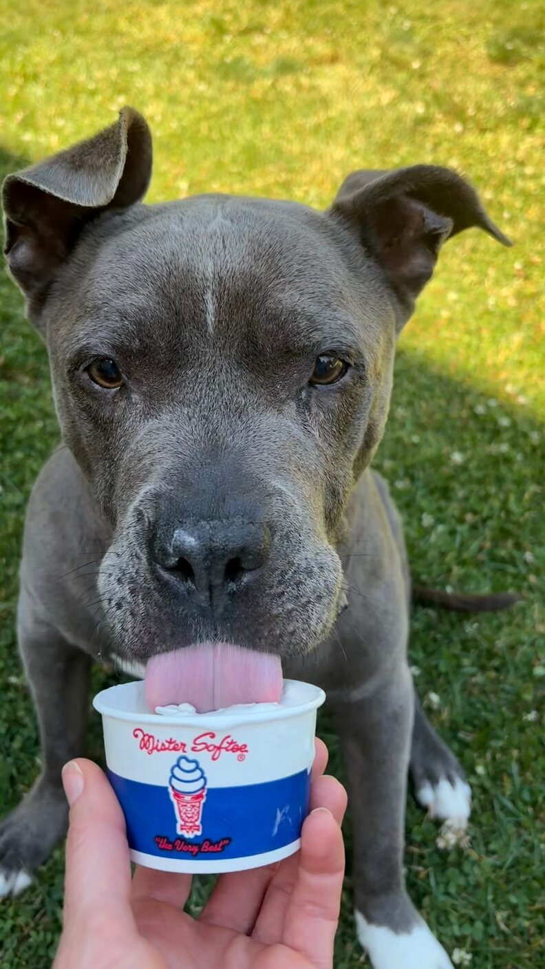 dog eating ice cream