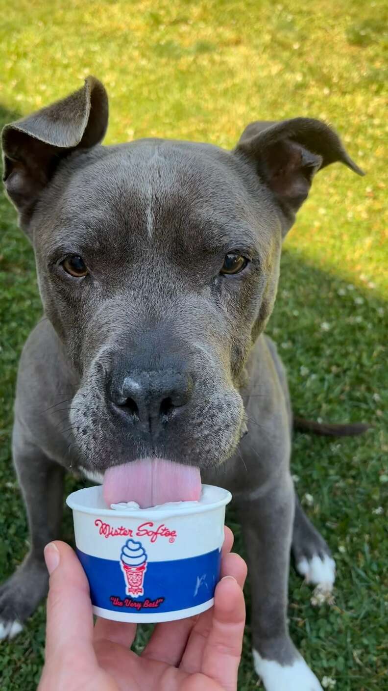 dog eating ice cream