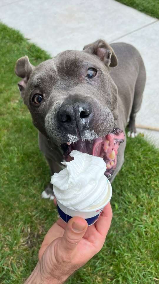 dog eating ice cream