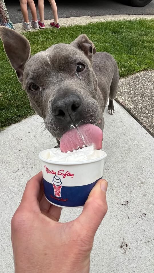 dog eats ice cream