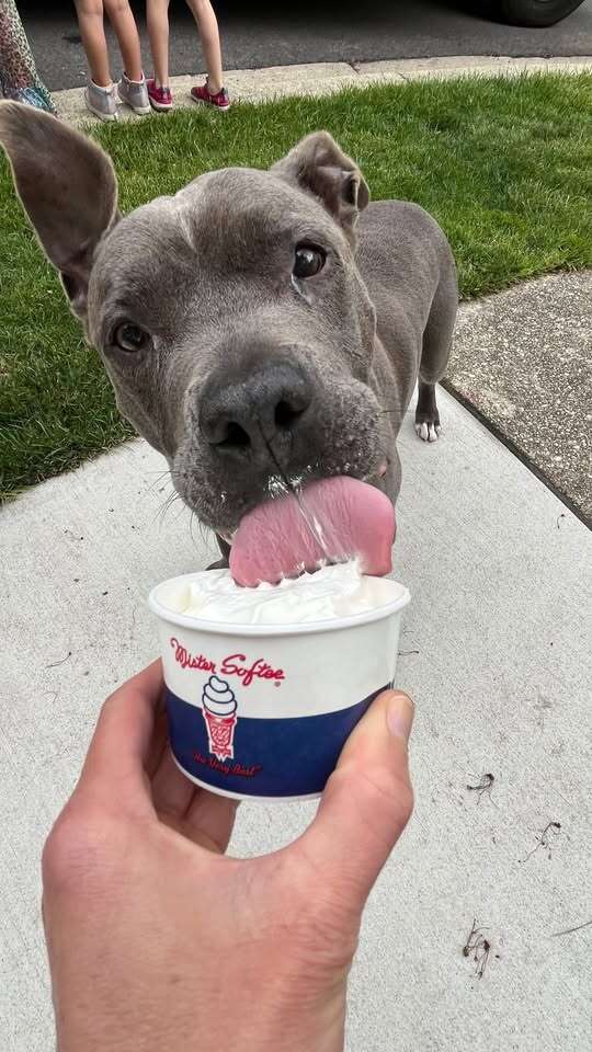 dog eats ice cream