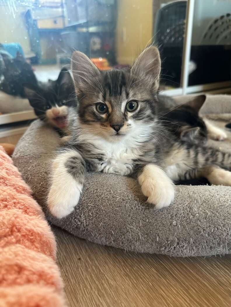 Kittens safely in Kate's home
