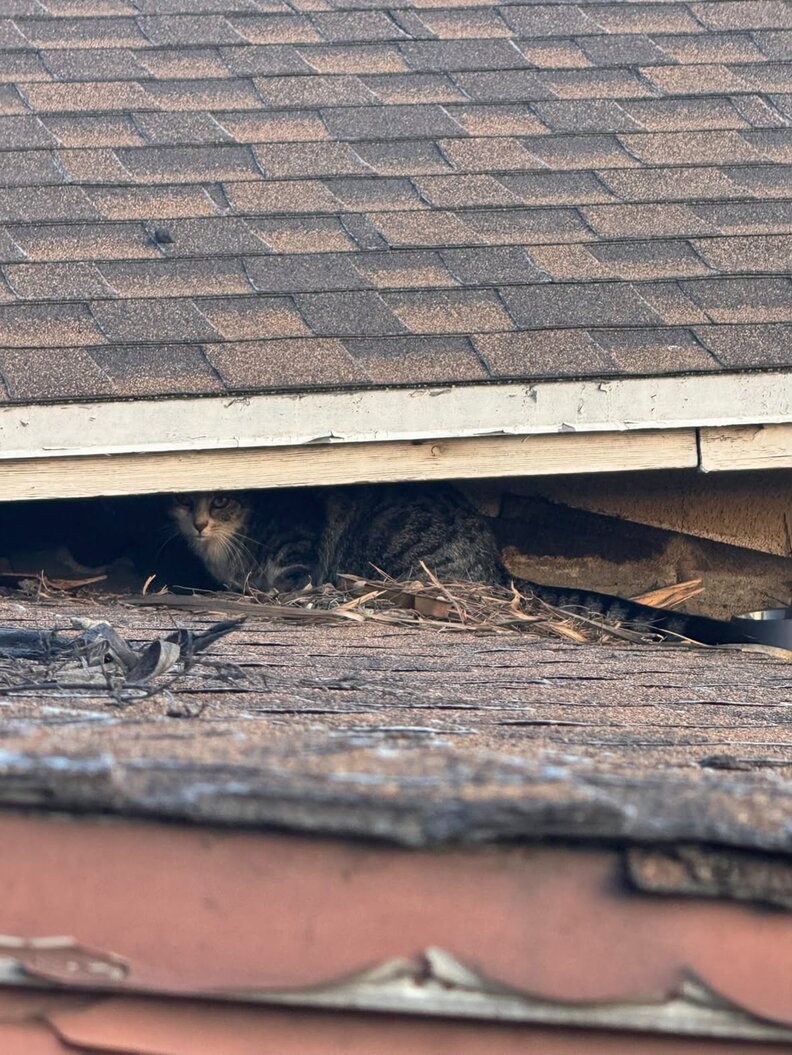 The Mayor, the stray cat