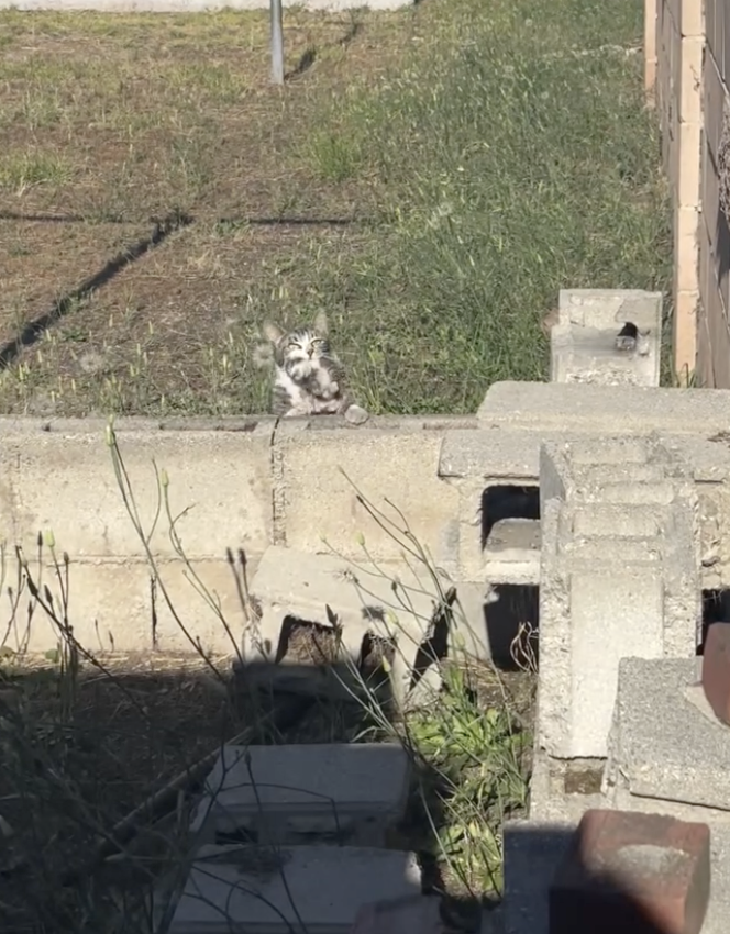 Kitten found near cinder blocks