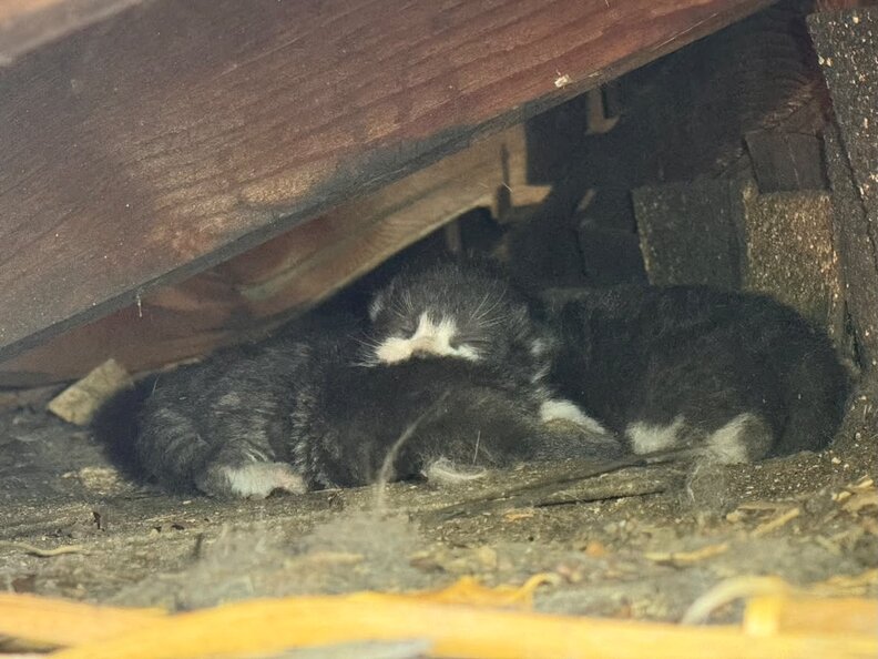 The Mayor and her kittens on a roof