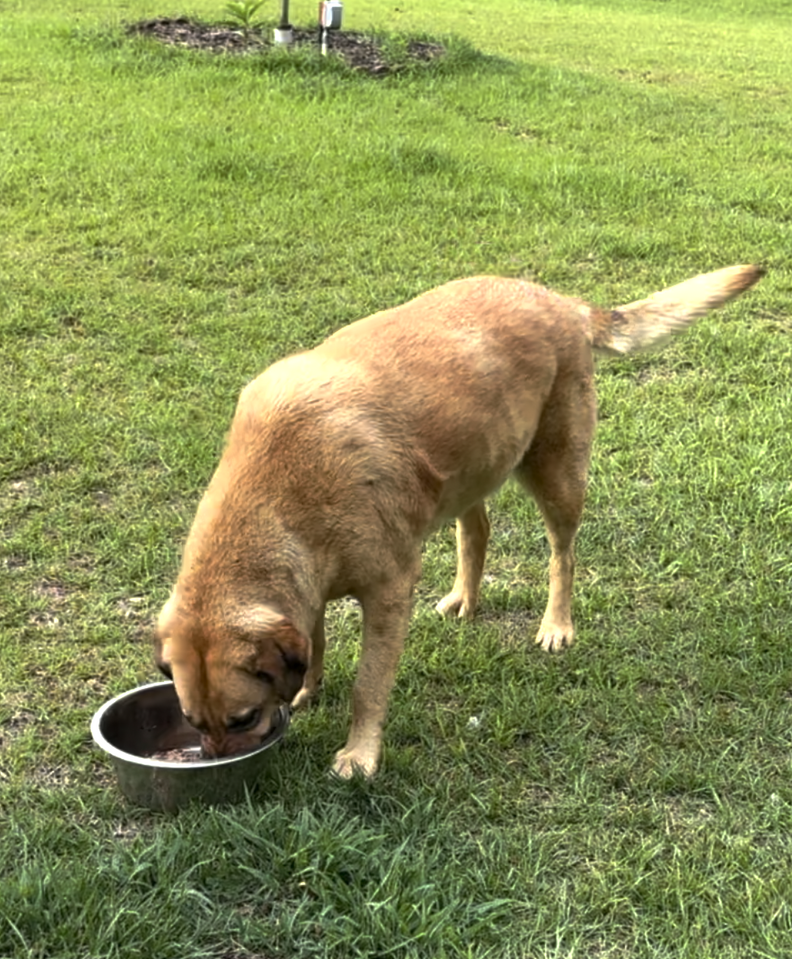 Buckwheat with bowl