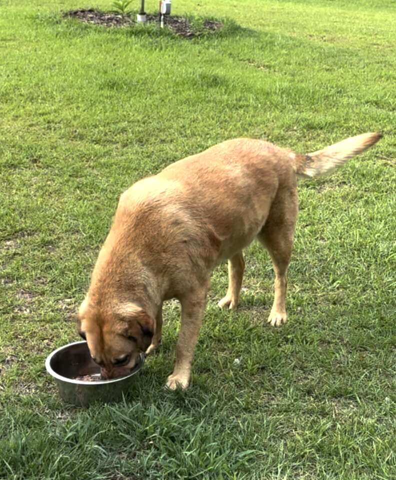Buckwheat with bowl