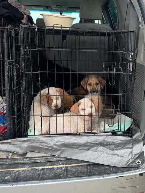 Puppies in the van