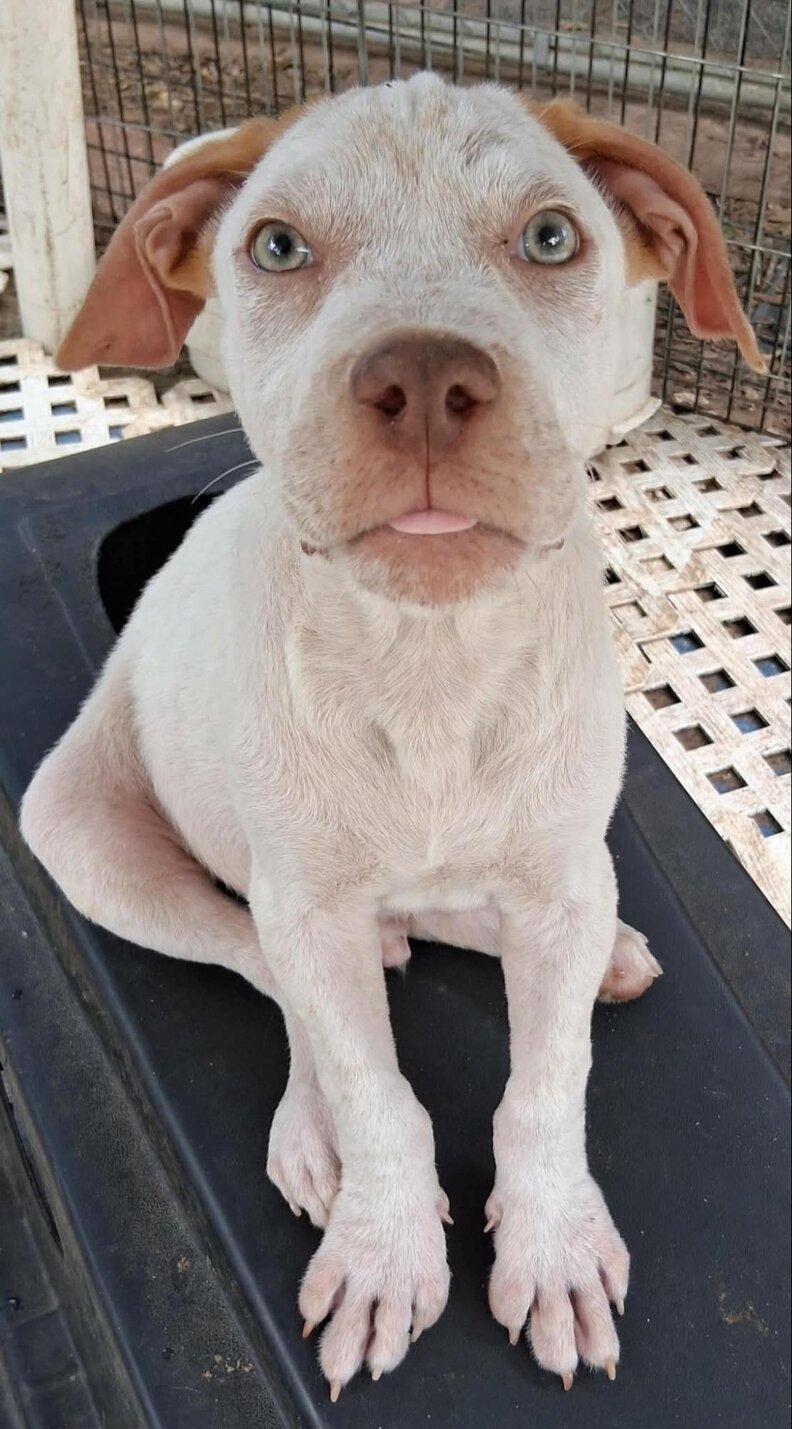 Puppy recovering