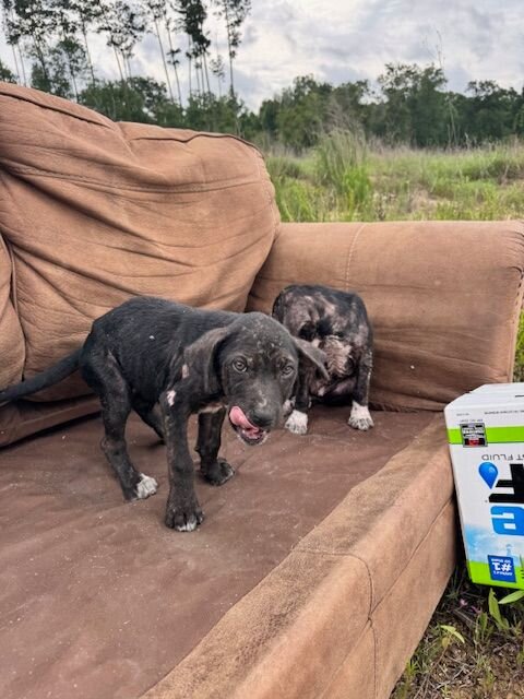Stray puppies in a crate