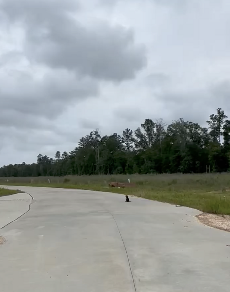 Puppy sits in the middle of rural road