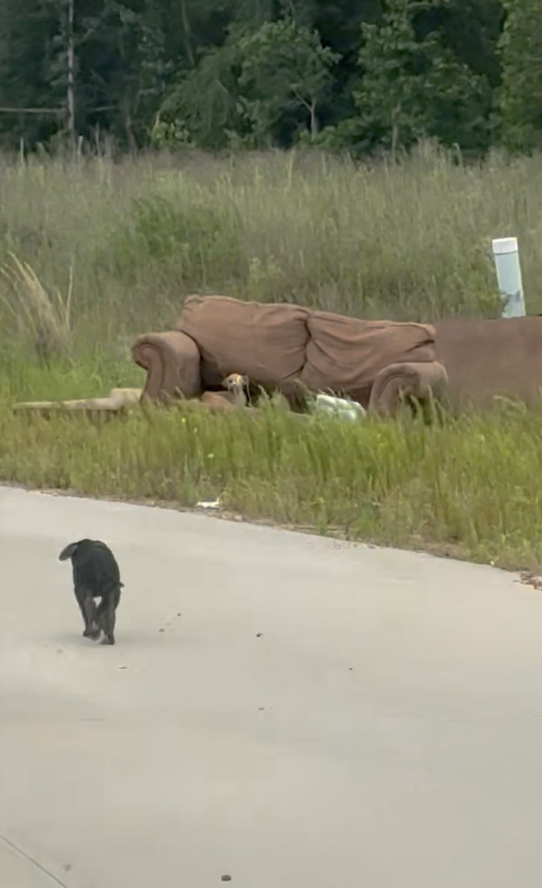 Puppy walks towards an abandoned couch