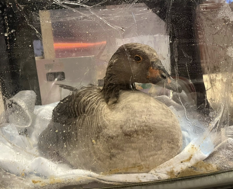 goose in carrier