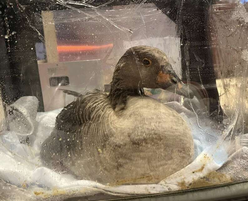 goose in carrier