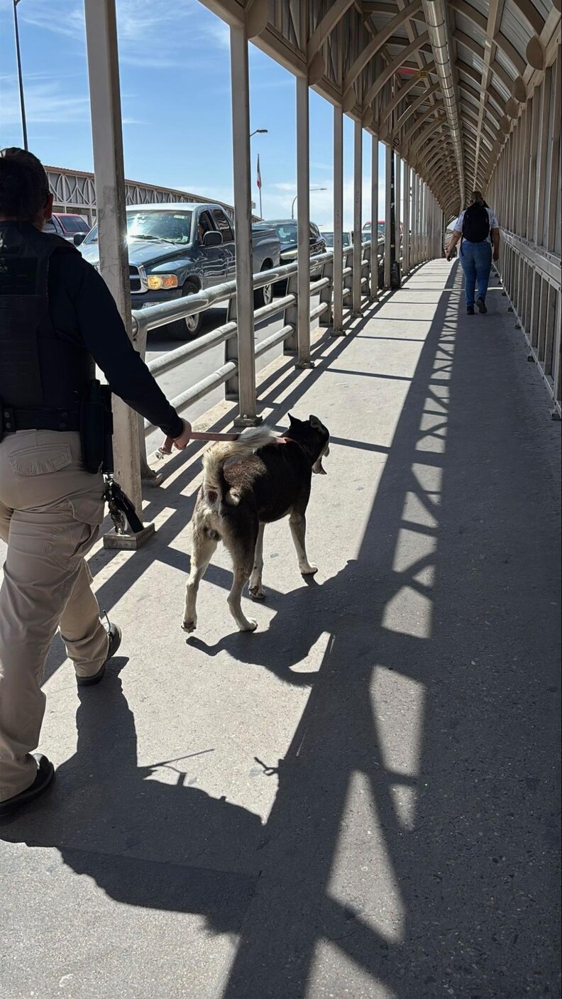 El Paso Animal Services officers walking Bruno across the international bridge to meet his owner at the midpoint. Photo: El Paso Animal Services / The Dodo