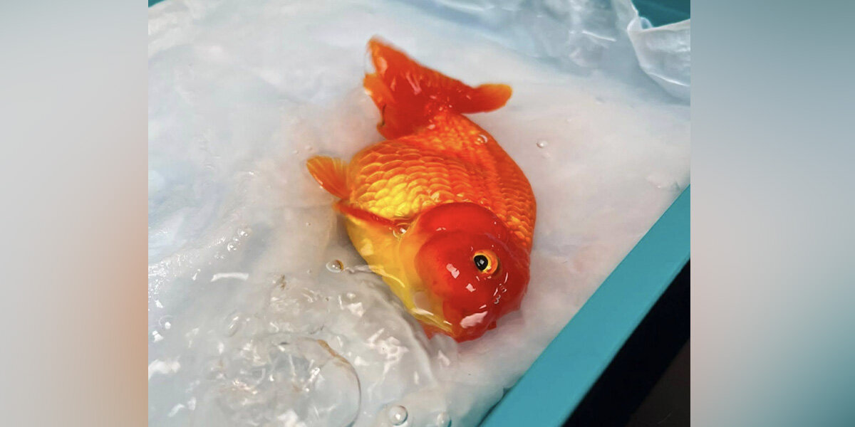 Her Goldfish Started Acting Strangely — Then She Saw What Was In His Mouth