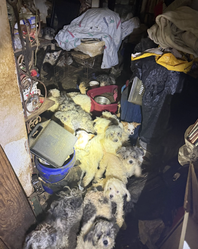 Rescuers Shine Flashlights Inside Abandoned Home — And Find 47 'Sweet Survivors'