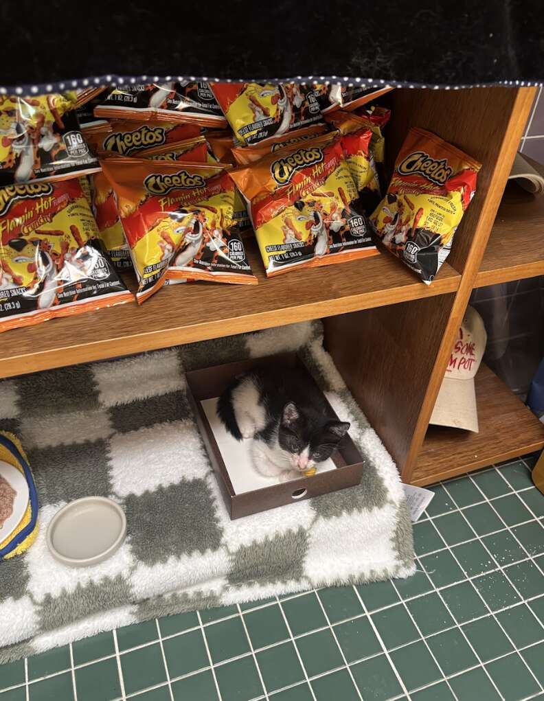 Rescued kitten Wall-E