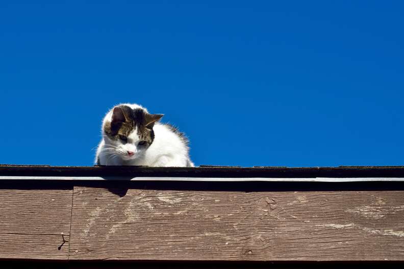 Zoro the cat on Sunnyhouse rooftop