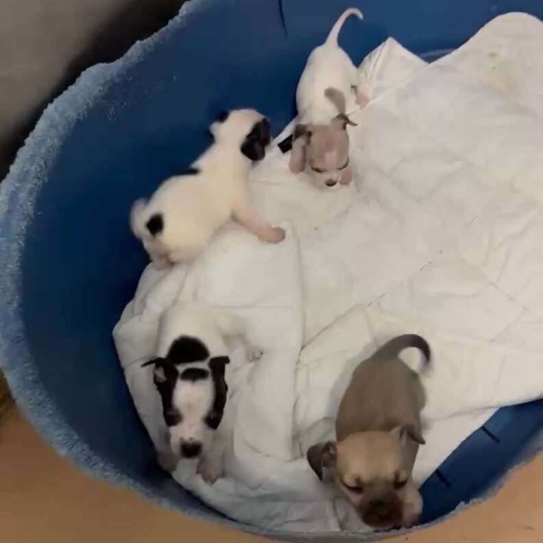 プールの中の子犬たち