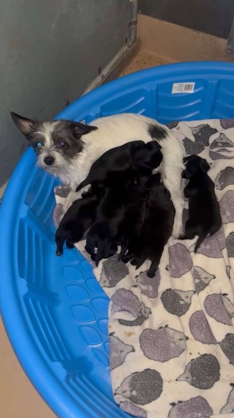 犬と子犬たち