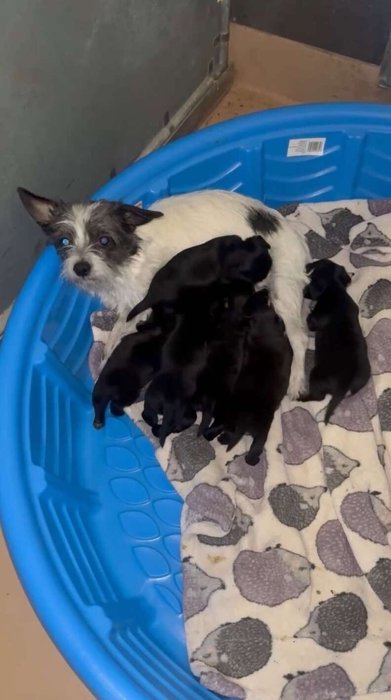 犬と子犬たち