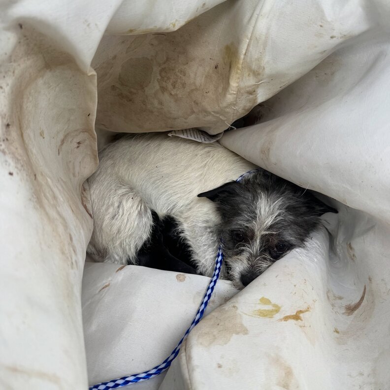 無防備な犬