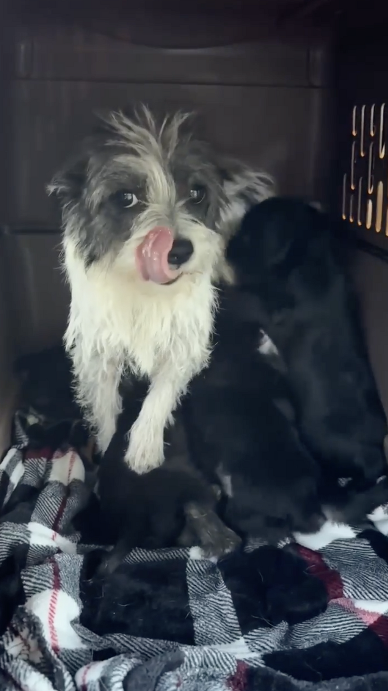 ケリーと子犬たち