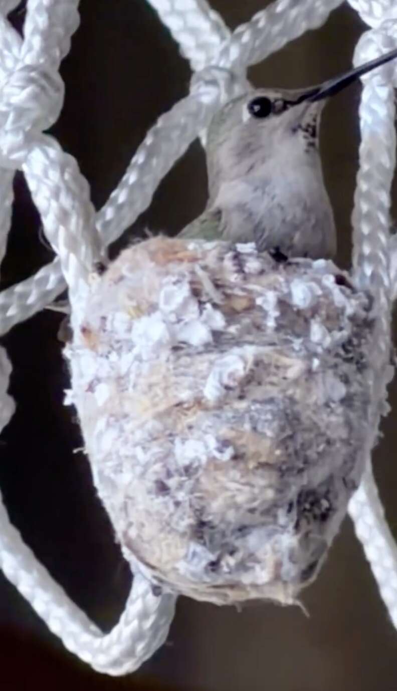 Firefighters Put Basketball Games On Hold To Help Tiny Animal Living In Hoop