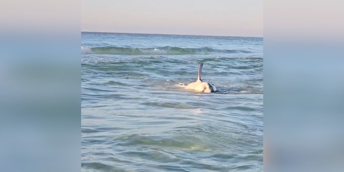 Great White Shark Gets Stranded On The Beach, Until A Group Of Heroes Arrives