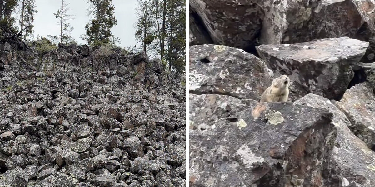 Photographer Zooms In On Rocks To Find A Little Animal Making A Very ...