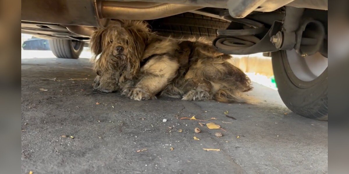 Matted Dog Living Under Car In ‘Unbearable Heat’ Turns Heads After His First Ever Haircut