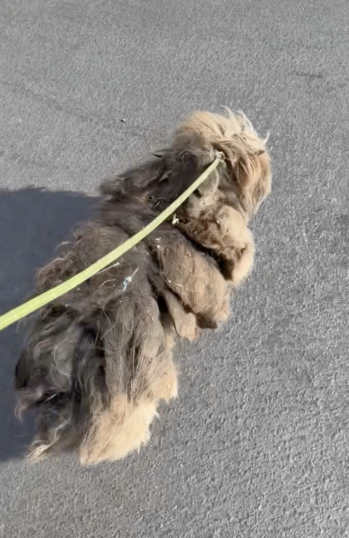 犬がトラックにいる画像