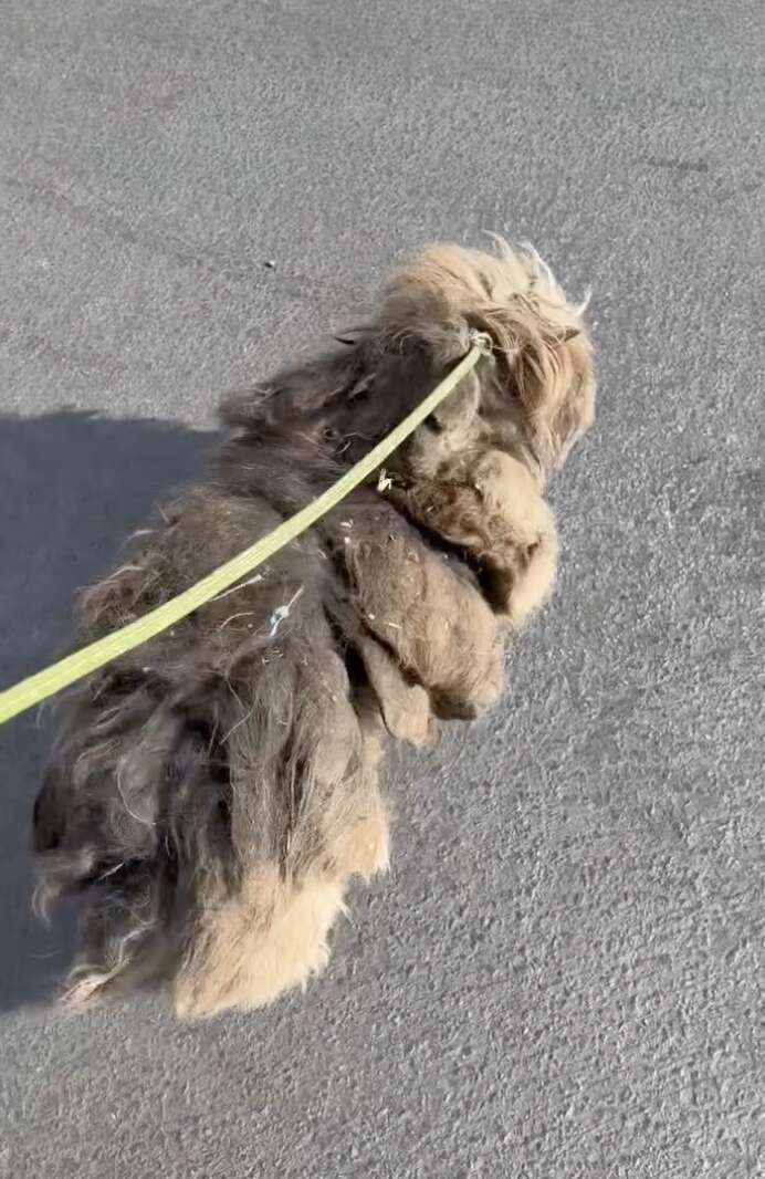 犬がトラックにいる画像