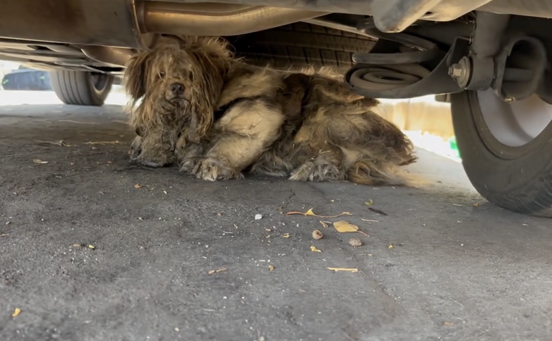 犬の画像