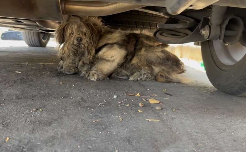 犬の画像