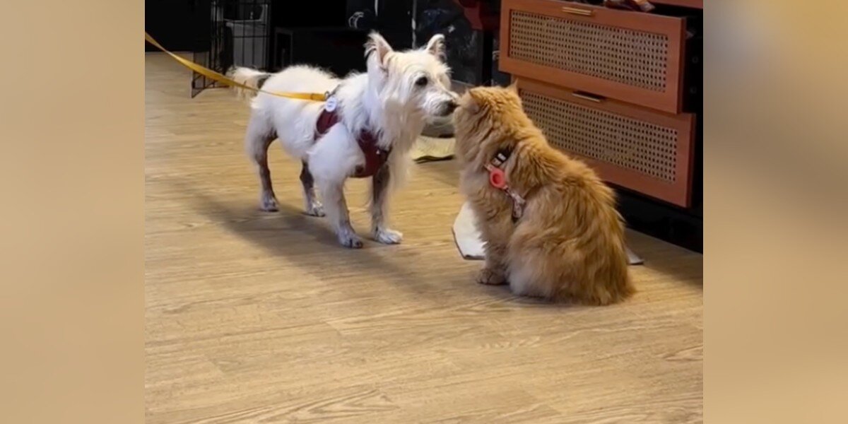 Cat Clocks Into Work Twice A Month For The Most Important Job At Dog Shelter