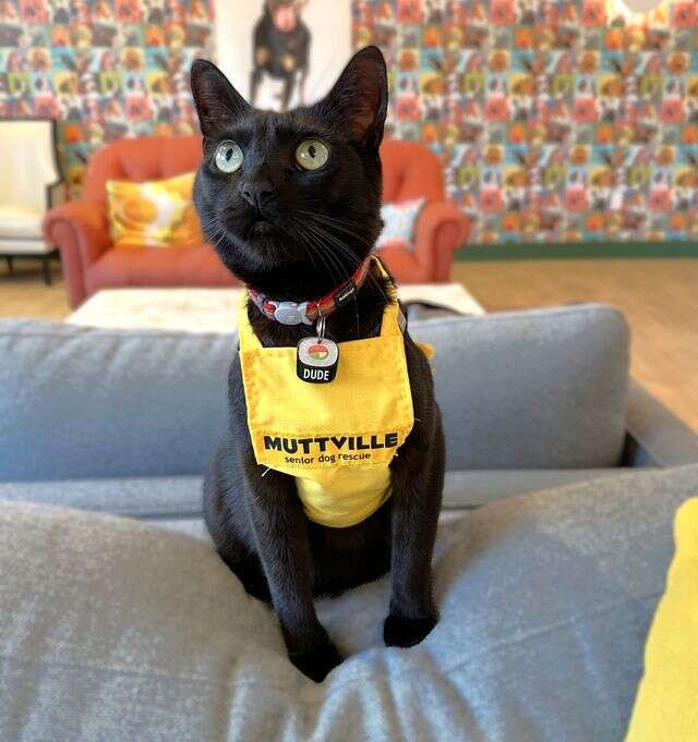 Little Dude with a dog