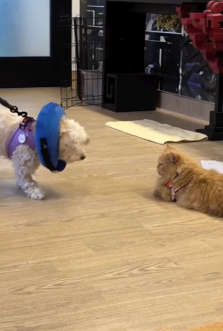 Mustache interacting with a dog