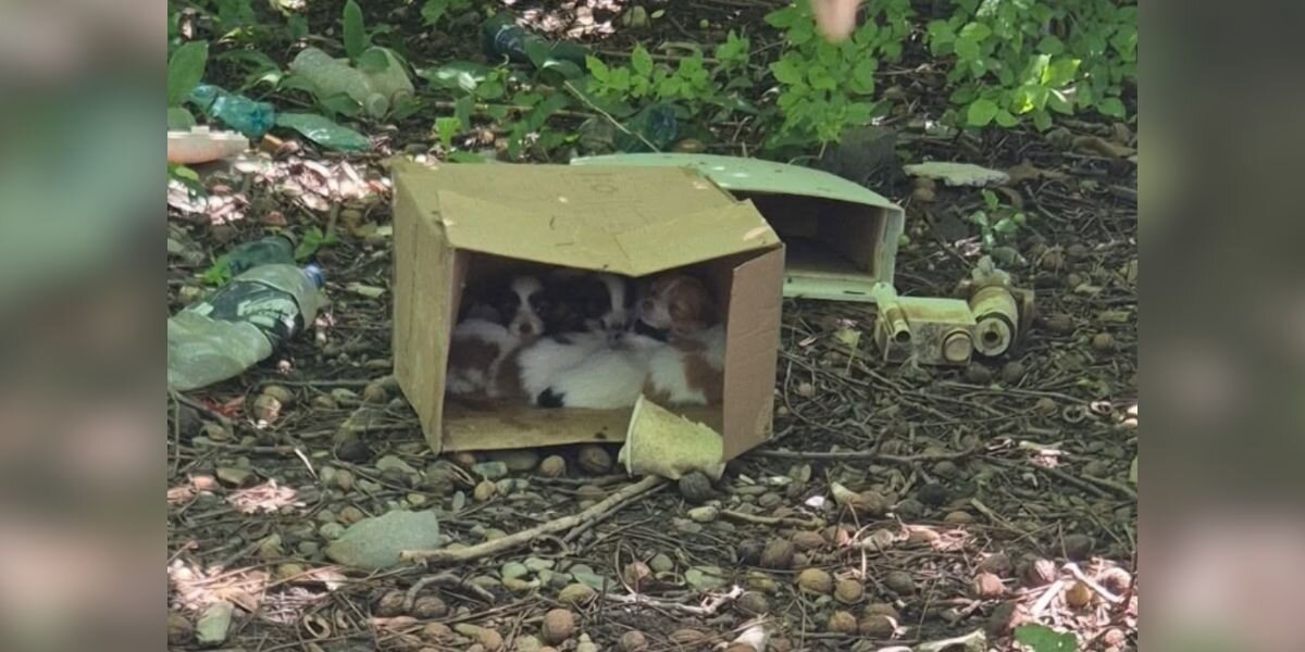 Woman Stumbles On Cardboard Box In The Woods — And It's Full Of Sleeping Babies