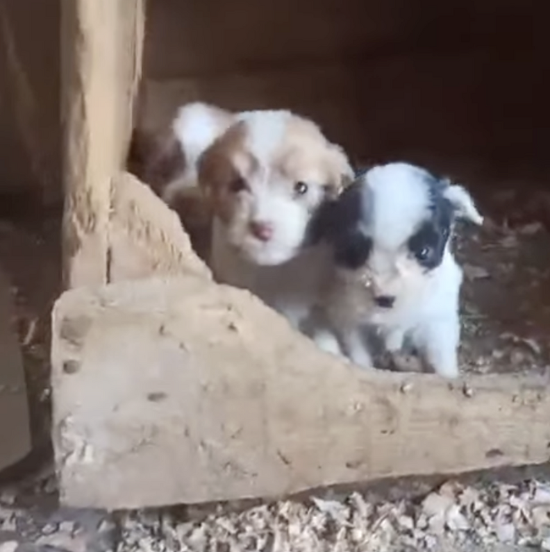 two little puppies in box 